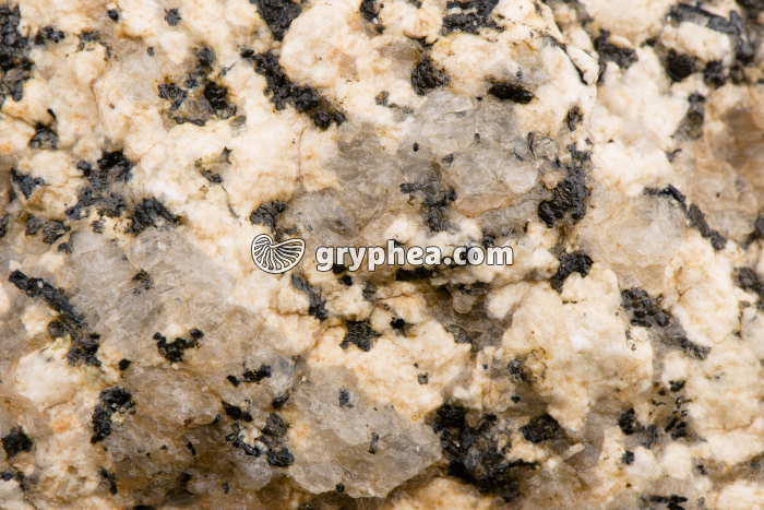 Granite altéré (détail x2) - gryphea.com